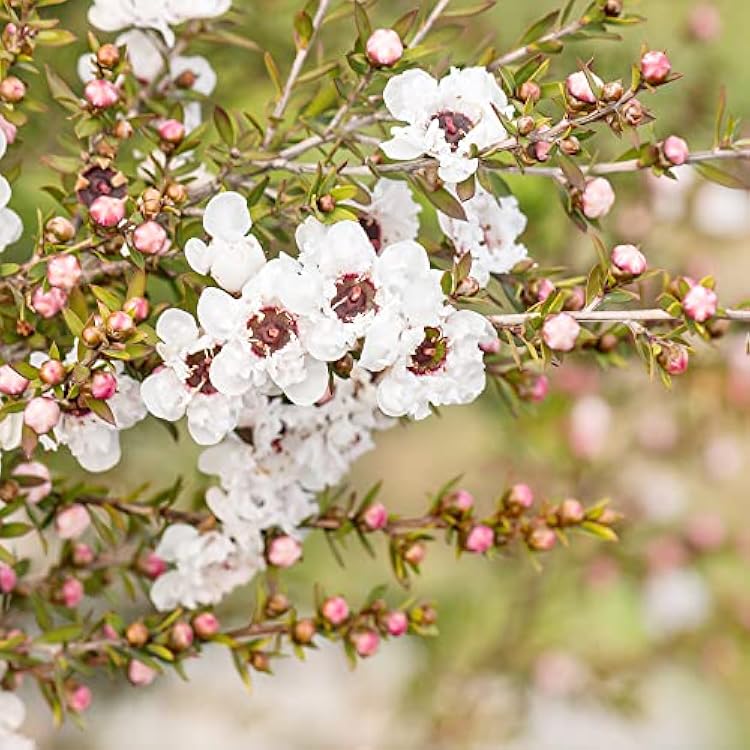 Manuka Blumensamen zur Aussaat – saisonal Dauerblüher – Traditionssorte & ohne Gentechnik Samen Hausgarten