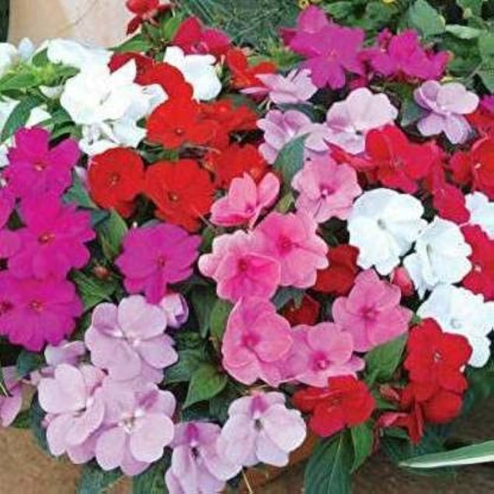 Rosa lizzie blume samen for anpflanzung - hardy variety, heirloom & gmo free samen for home garten
 
 sale samen for anpflanzung in home garten