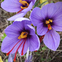 Lila Crocus Blumensamen – lang Blüte Saison Traditionssorte & ohne Gentechnik Hausgarten