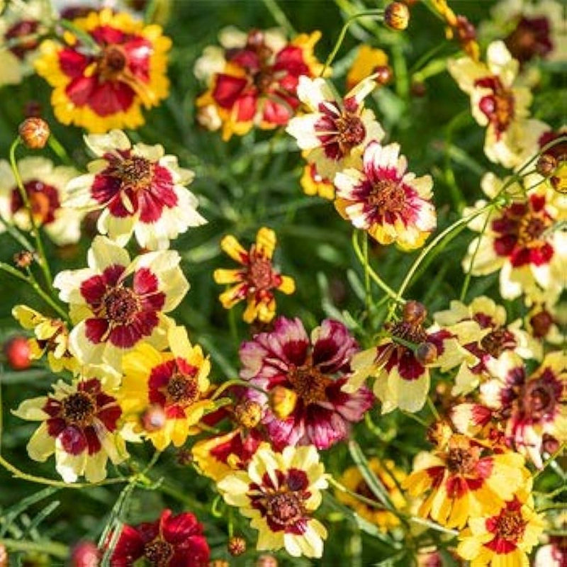 Plains coreopsis coreopsis tinctoria samen for anpflanzung in wildflower meadow