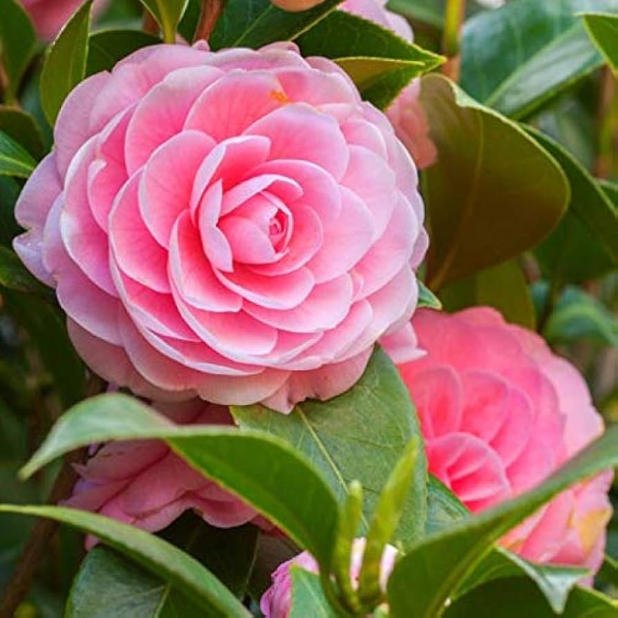 Kamelie Blumensamen zur Aussaat – robust Sorte – Traditionssorte & ohne Gentechnik Samen Hausgarten