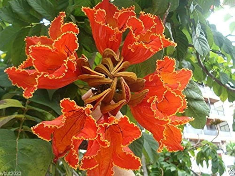 African tulip tree samen for wachsend tropical flowering trees