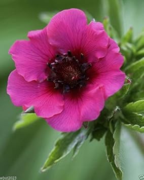 Rosa miss willmott blume samen for anpflanzung - low maintenance, heirloom & gmo free samen for home garten
sale for anpflanzung in home garten