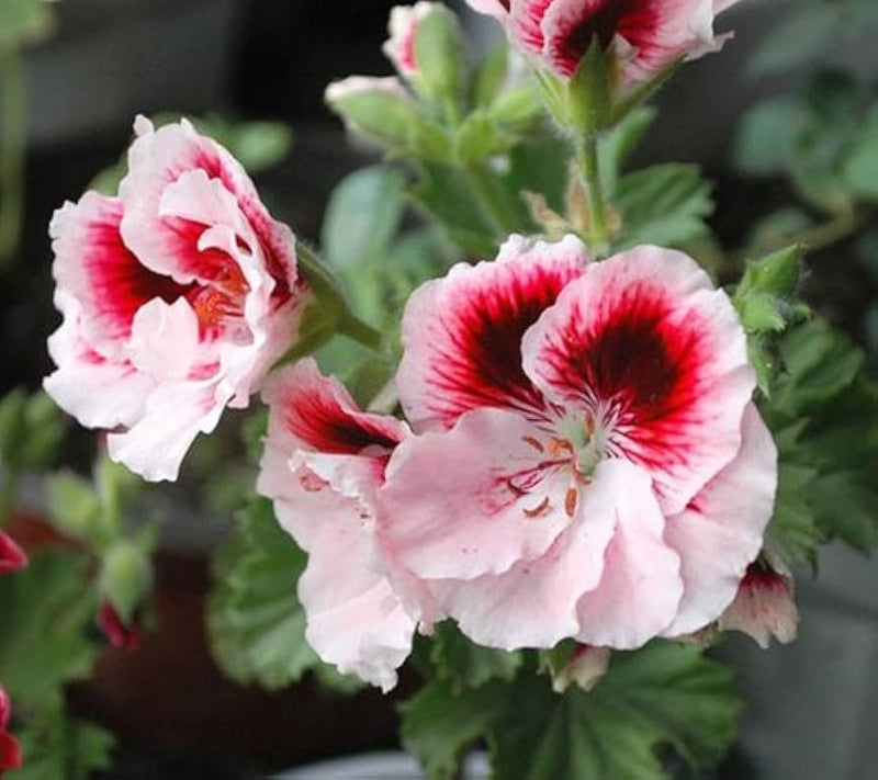 Semi di geranio «Army Grün» a fiore singolo da seminare in giardino, varietà tradizionale molto apprezzata, non OGM, per orto e giardino domestico
