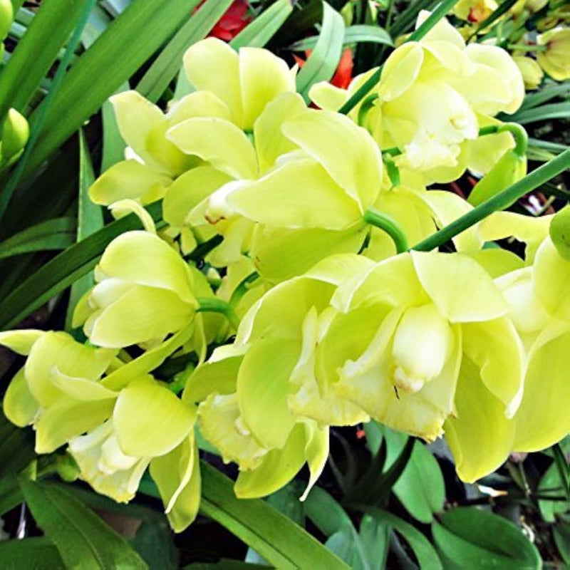 Light grün cymbidium orchid blume samen for anpflanzung - cut blume favorite, heirloom & gmo free samen for home garten
 
 sale for anpflanzung in home garten.
