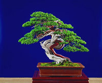 Wacholder Bonsai Baum Samen zur Aussaat Hausgarten Blume Beet