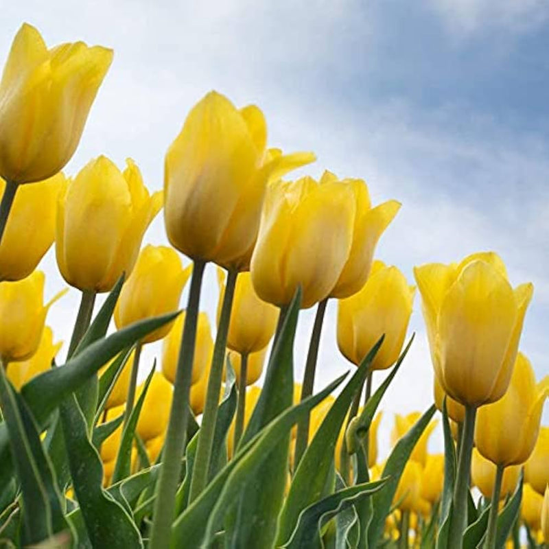 hell Gelb Tulpe Blumensamen zur Aussaat – Halbschatten verträglich – Traditionssorte & ohne Gentechnik Samen Hausgarten
