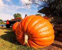 Riesige wallace whoppers pumpkin samen für aussaat gemüse samen
