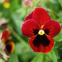 Pansy character rot wing for garten anpflanzung
