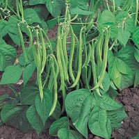 Pole Bean Garden Samen  Ideal for Vertical Planting in Warm Seasons