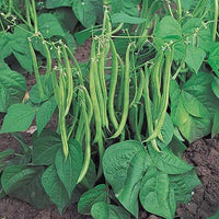 Pole Bean Garden Samen  Ideal for Vertical Planting in Warm Seasons