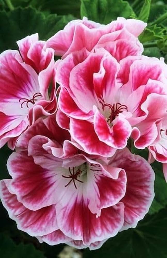 Weiß Braun Pelargonium Blumensamen zur Aussaat – Traditionssorte ohne Gentechnik biologisch Garten Samen – Border Blüten Keimung
