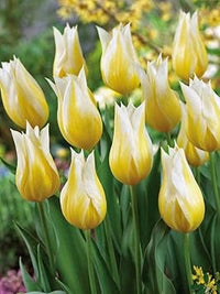 Gelb weiß tulip blume samen for anpflanzung - shade tolerant, heirloom & gmo free samen for home garten
 
 sale samen for home garten