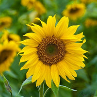 zwergwüchsig Sonnenblume Samen – Miniature Sonnenblumen Series (40cm Height)