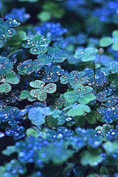 Blau grün clover blume samen for anpflanzung shade tolerant heirloom & gmo free samen for home garten
 
 sale samen for home garten anpflanzung