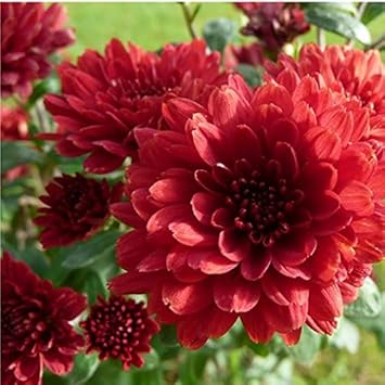 Rot chrysanthemum blume samen for anpflanzung perfect for borders heirloom & gmo free samen for home garten
sale samen for home garten anpflanzung