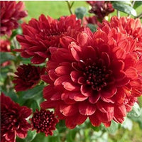 Rot chrysanthemum blume samen for anpflanzung perfect for borders heirloom & gmo free samen for home garten 
 
 sale samen for home garten anpflanzung