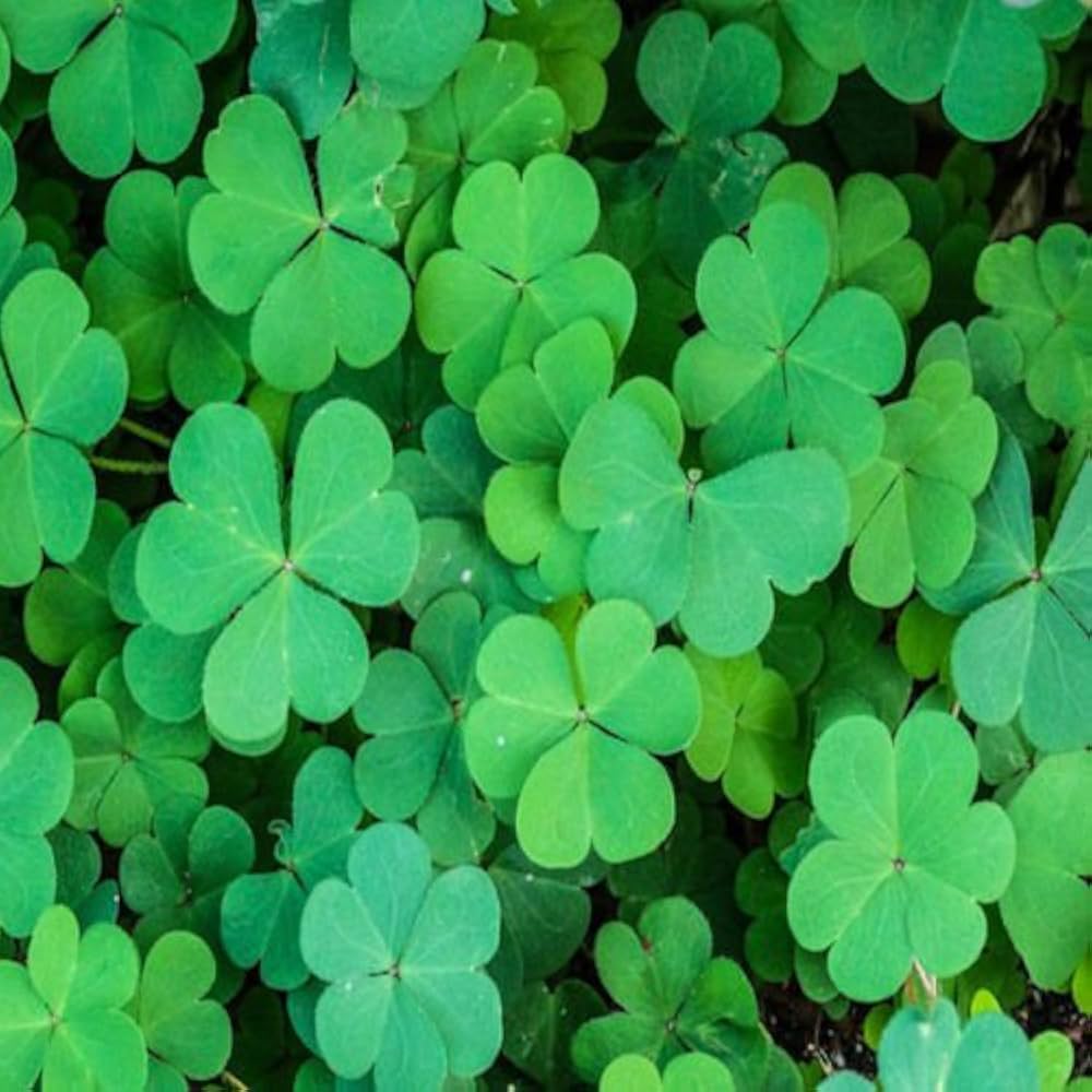 Army Grün Four Leaf Clover zur Aussaat lang Blüte Saison Traditionssorte & ohne Gentechnik Samen Hausgarten