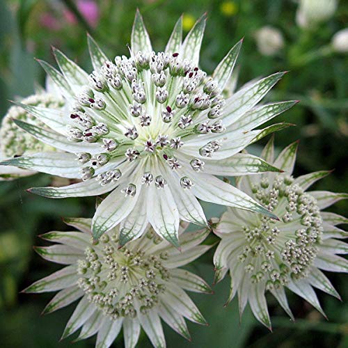 Grün Weiß Astrantia Blumensamen zur Aussaat – pflegeleicht – Traditionssorte & ohne Gentechnik Samen Hausgarten