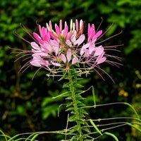 Cleome Blumensamen zur Aussaat Halbschatten verträglich Traditionssorte & ohne Gentechnik Samen Hausgarten