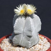 Astrophytum myriosrigma blume samen for anpflanzung - fragrant blossoms, heirloom & gmo free samen for home garten
 
 sale for anpflanzung in home garten.