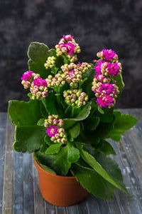 Kalanchoe lila blume samen for anpflanzung - colorful display, heirloom & gmo free samen for home garten
 
 sale for anpflanzung in home garten.