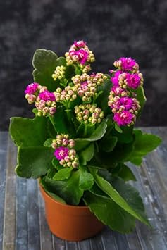 Kalanchoe lila blume samen for anpflanzung - colorful display, heirloom & gmo free samen for home garten
 
 sale for anpflanzung in home garten.