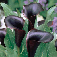 tief Lila Calla Blumensamen zur Aussaat – Landhaus Garten wichtig – Traditionssorte & ohne Gentechnik Samen Hausgarten