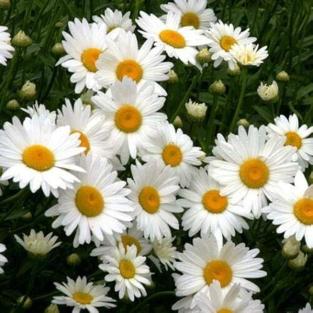 Mischung Daisy robust Pflanzen Chrysantheme Blumensamen