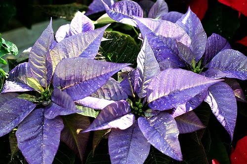 Semi di stella di Natale viola da seminare, luminosi, varietà tradizionale e senza OGM, semi per l’orto domestico