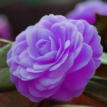 Violett Kamelie Blumensamen zur Aussaat Schnitt Blume beliebt Traditionssorte & ohne Gentechnik Samen Hausgarten