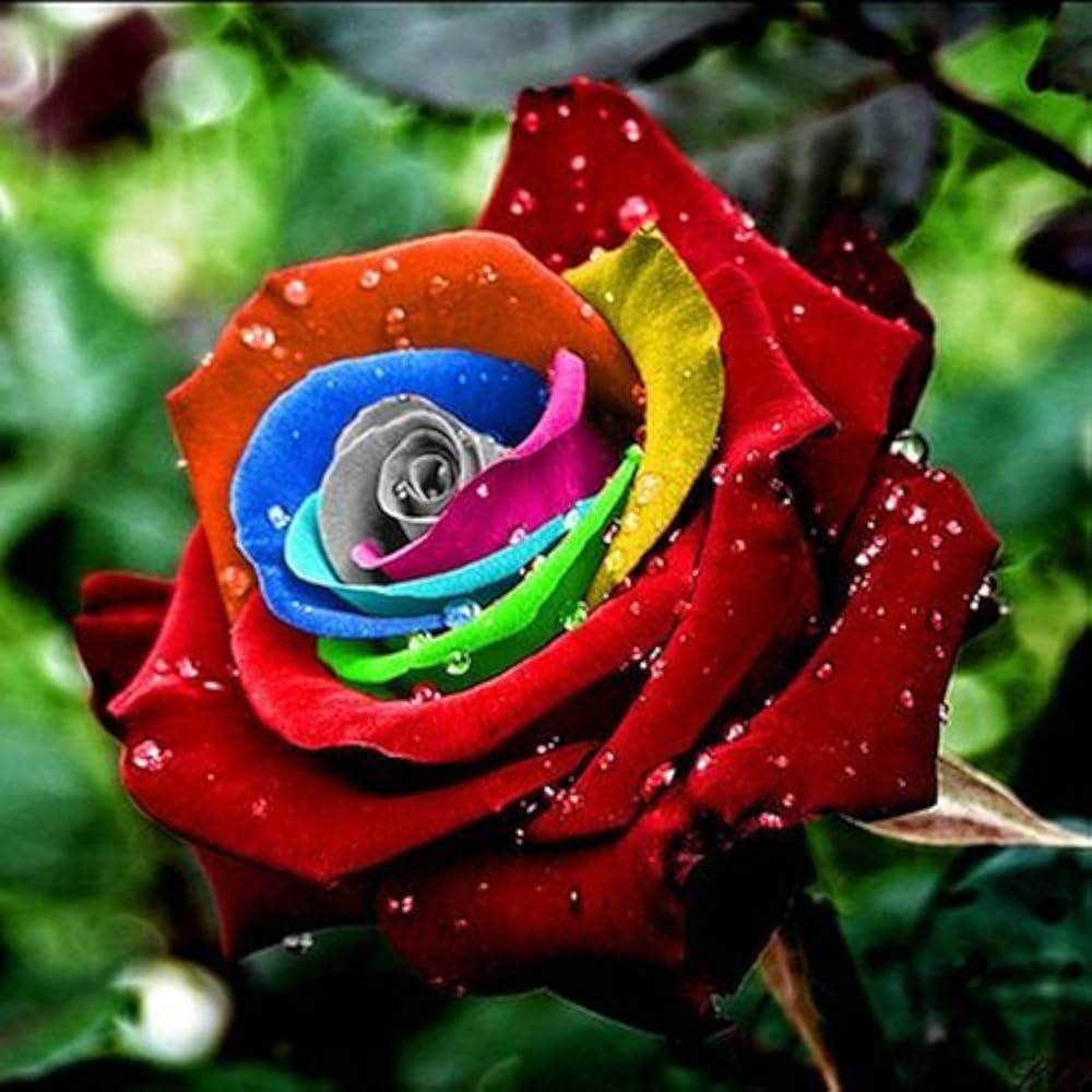 Braun Rainbow Potted Rose Blumensamen zur Aussaat Bestäuber freundlich Traditionssorte & ohne Gentechnik Samen Hausgarten