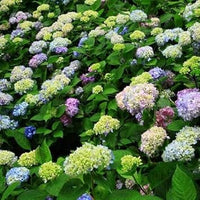 Grün blau hydrangea blume samen for anpflanzung - sun loving, heirloom & gmo free samen for home garten
 
 sale samen for anpflanzung in home garten
