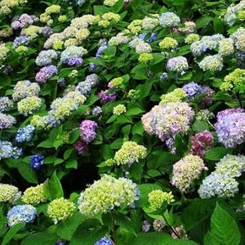 Grün blau hydrangea blume samen for anpflanzung - sun loving, heirloom & gmo free samen for home garten
 
 sale samen for anpflanzung in home garten