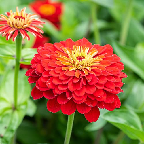 Rot zinnia blume samen for anpflanzung bright blooms heirloom & gmo free samen for home garten
 
 sale samen for home garten anpflanzung