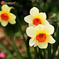 Weiß daffodils blume samen for anpflanzung - colorful display, heirloom & gmo free samen for home garten
 
 sale for anpflanzung in home garten