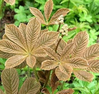 Braun rodgersia henrici blume samen for anpflanzung - premium quality, heirloom & gmo free samen for home garten
 
 sale samen for anpflanzung in home garten