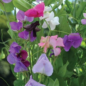 Sweet pea mixed f1 hybrid blume samen