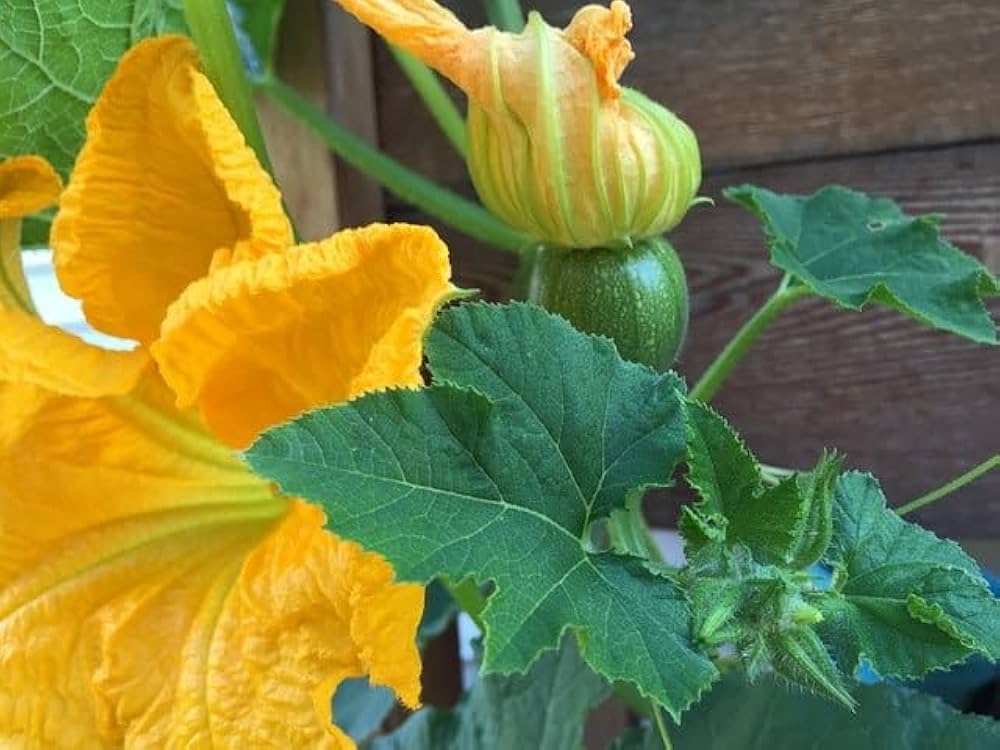 Gelb Pumpkin Gemüse Planting Samen