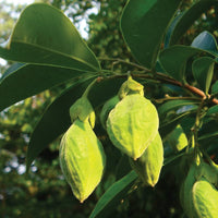 organic agarwood aquilaria samen für pflanzung rare aromatic tree samen für growing