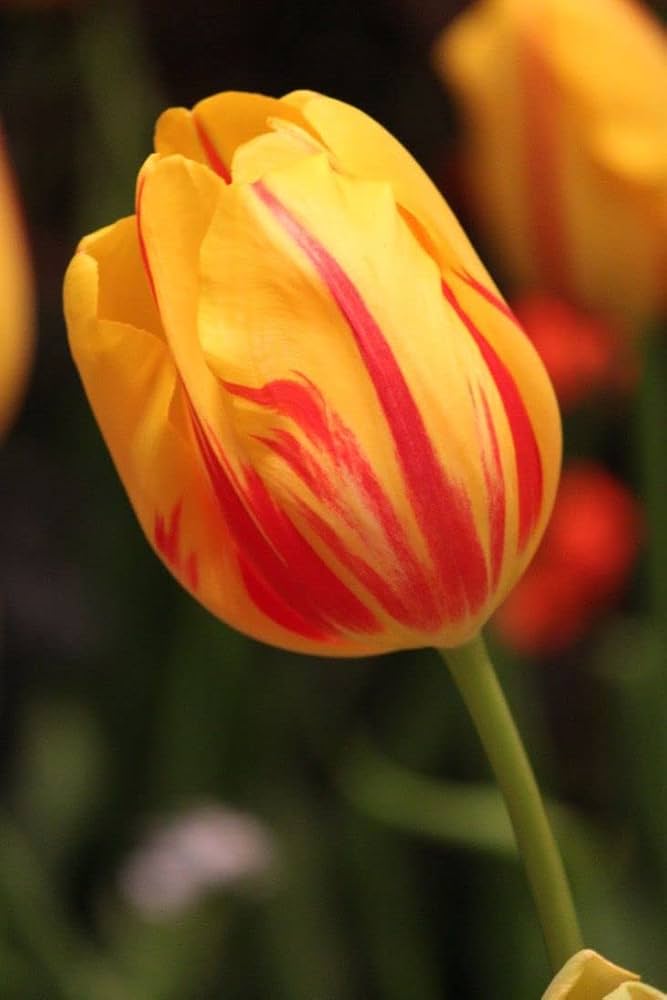 Tulpe Blumensamen – leuchtend Gelb und Rot Blüten Garten Aussaat
