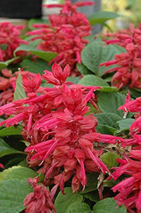 Rose Salvia Vista Samen zur Aussaat Haus Blume Beds Urban Gärten