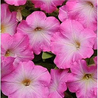 Rosa & weiß petunia blume samen for anpflanzung wildflower mix heirloom & gmo free samen for home garten 
 
 sale samen for home garten anpflanzung