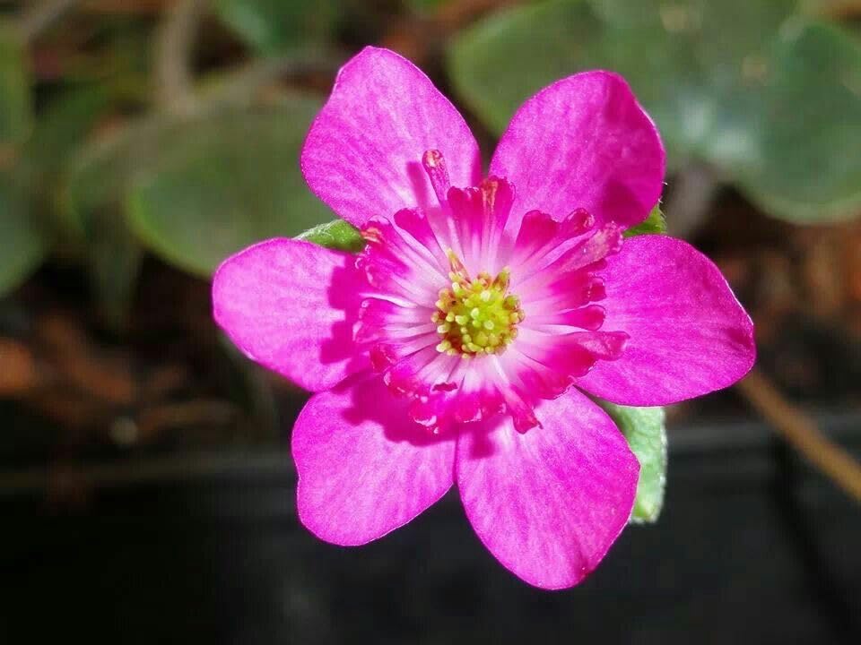 Medallion Blumensamen zur Aussaat Zinnie elegans Blume beds und Garten landscapes