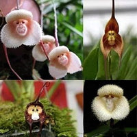 Mixed monkey orchid blume samen for anpflanzung - garten favorite, heirloom & gmo free samen for home garten
 
 sale samen for anpflanzung in home garten
