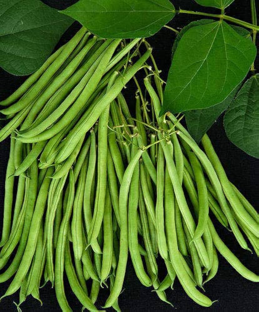 Green Sieve Bean Samen für einfache Aussaat