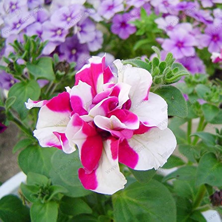 Tritunia Rose Star Samen Rose-Colored Petunias