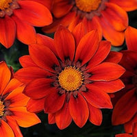 Gazania rot orange blume samen for anpflanzung - wildflower mix, heirloom & gmo free samen for home garten
 
 sale for anpflanzung in home garten