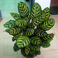 Grün Calathea Blumensamen zur Aussaat – pflegeleicht – Traditionssorte & ohne Gentechnik Samen Hausgarten