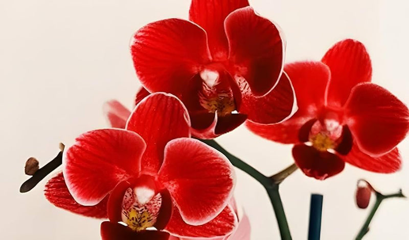 tief Rot Orchidee Blumensamen – farbenfroh Schau Traditionssorte & ohne Gentechnik Samen zur Aussaat Hausgarten